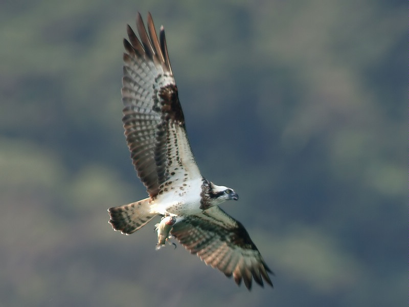 Kalakotkas_Pandion_haliaetus